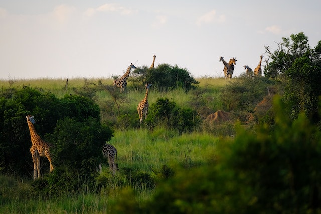 I 10 migliori luoghi per fare un safari in Africa: Scopri dove vivere l’esperienza indimenticabile della fauna africana.